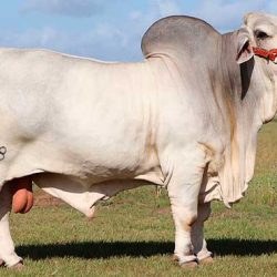 raza-de-ganado-brahman